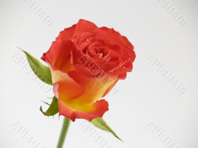 Red Rose
