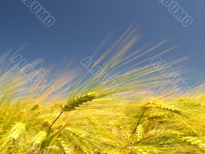 Cornfield