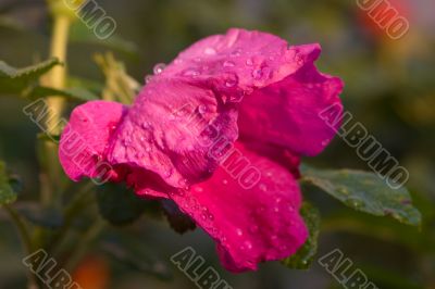 Dogrose