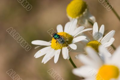 Fly on the camomile