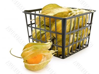 ground-cherry ib basket