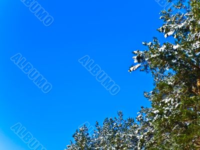  branches and blue sky