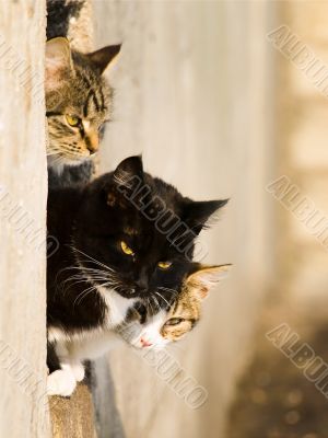 cats