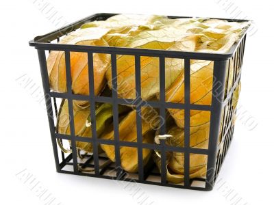 ground-cherry ib basket