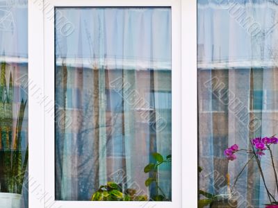 window with flowers