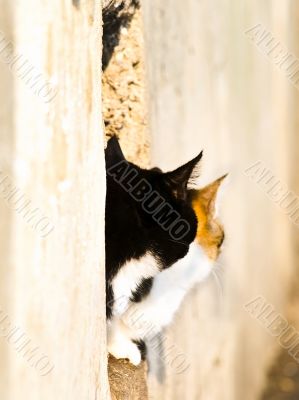 two cats