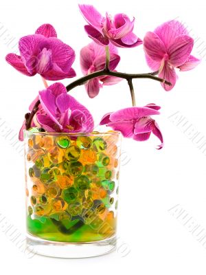 pink orchid