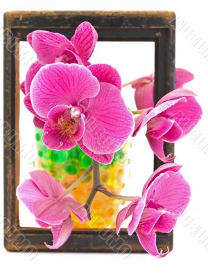 flowers in the frame