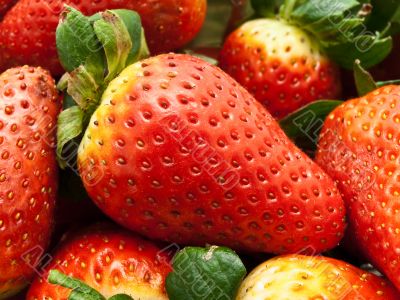 garden strawberry