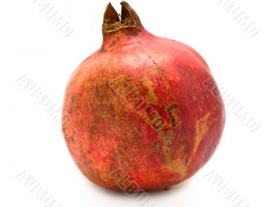  pomegranate