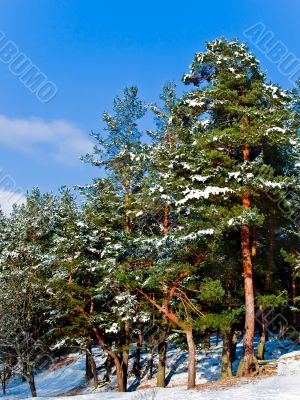 winter forest