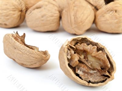 walnut
