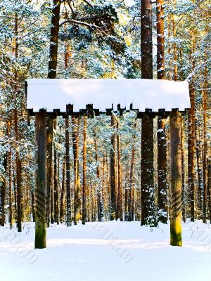 winter forest