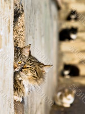 two cats love