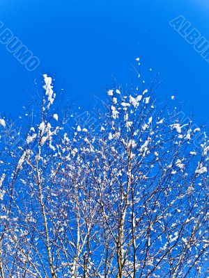 branches and blue sky