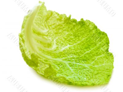 cabbage leaf