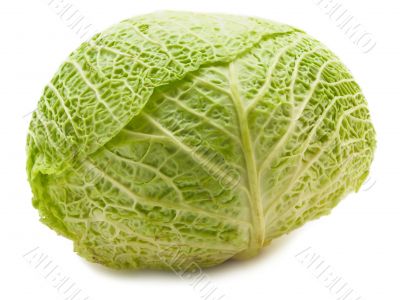 cabbage