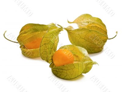 ground-cherry