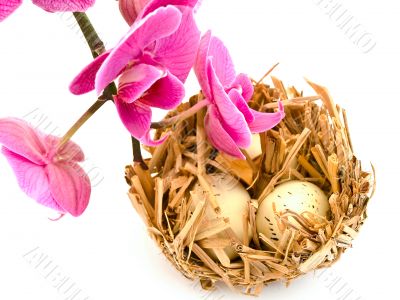 bird nest and orchid