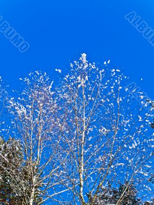 branches and blue sky