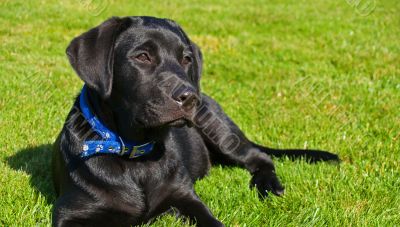 Black Labrador Retriever Puppy