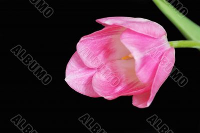pink tulip