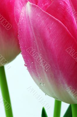 Lots of pink tulips`s petals.