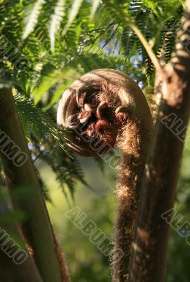 Koru