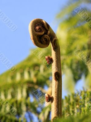 Koru