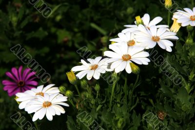 white flowers