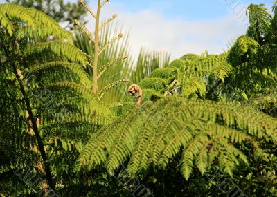 Koru