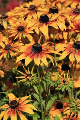 Yellow flowers
