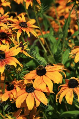 Yellow flowers