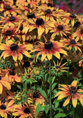 Yellow flowers