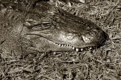 Crocodile