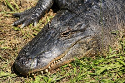 Crocodile