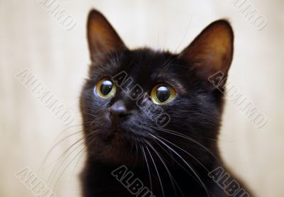 Black cat