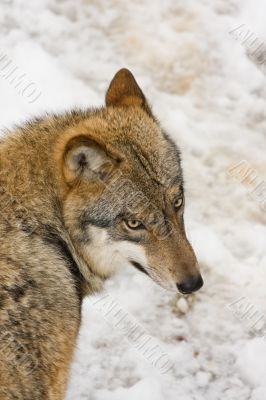wild wolf