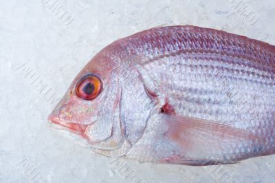 gilthead