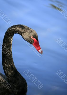 Black Swan
