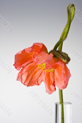 poppy
