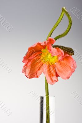 poppy flower
