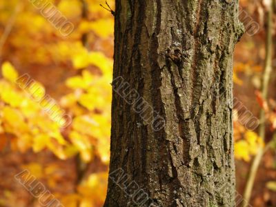 Tree in Forest