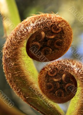 Koru