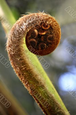Koru