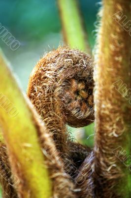 Koru