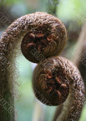 Koru