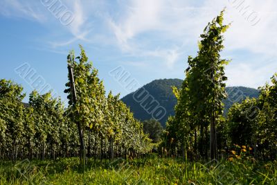 Austrian Vineyard in Danube walley