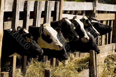 Cows in feeding place