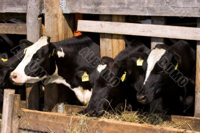 Cows in feeding place